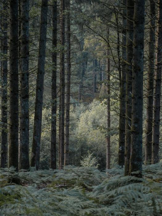 À travers les arbres…