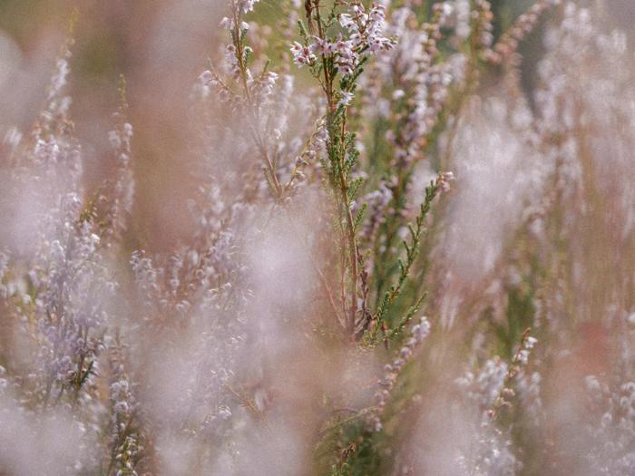 Fleurs des prés