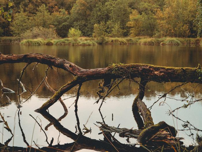 Les branches dans l'eau