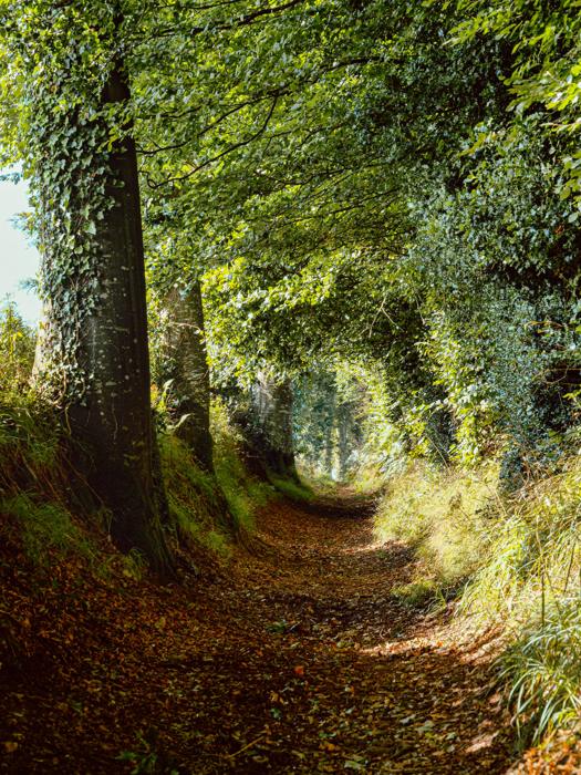 Nos chers chemins creux…