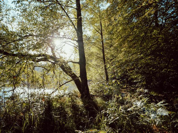 Un rêve de forêt